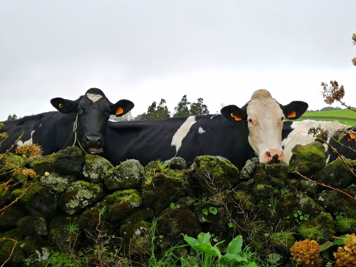 6 dias na Ilha&nbsp;Terceira