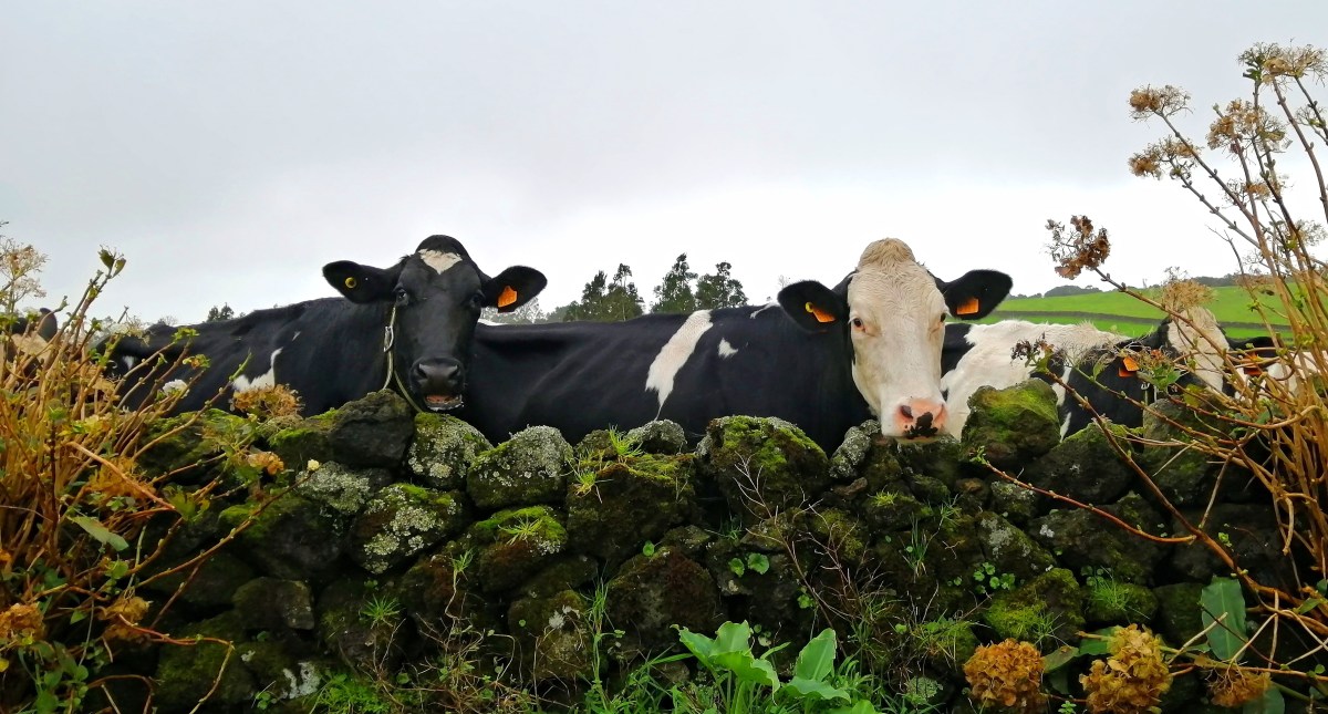6 dias na Ilha&nbsp;Terceira